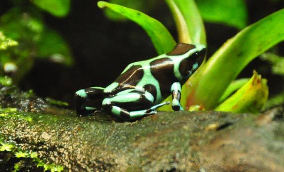 O Aquário de Atlanta, na Georgia - EUA tem uma variada coleção de sapos coloridos